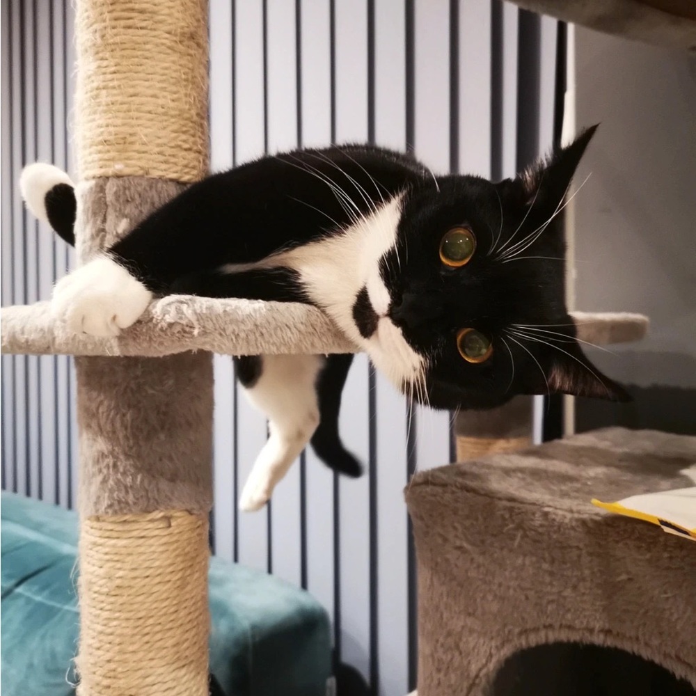 Meet your Posher, Frances